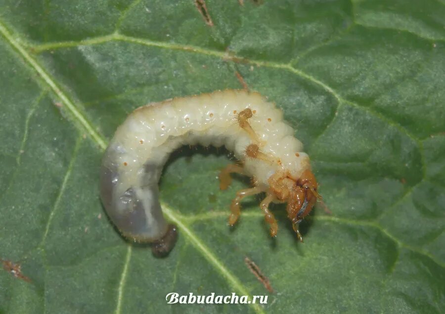 Личинка майского жука. Личинка майского жука фото. Личинки хруща на Малине. Вредители морковки хрущи. Средство от личинок майского жука