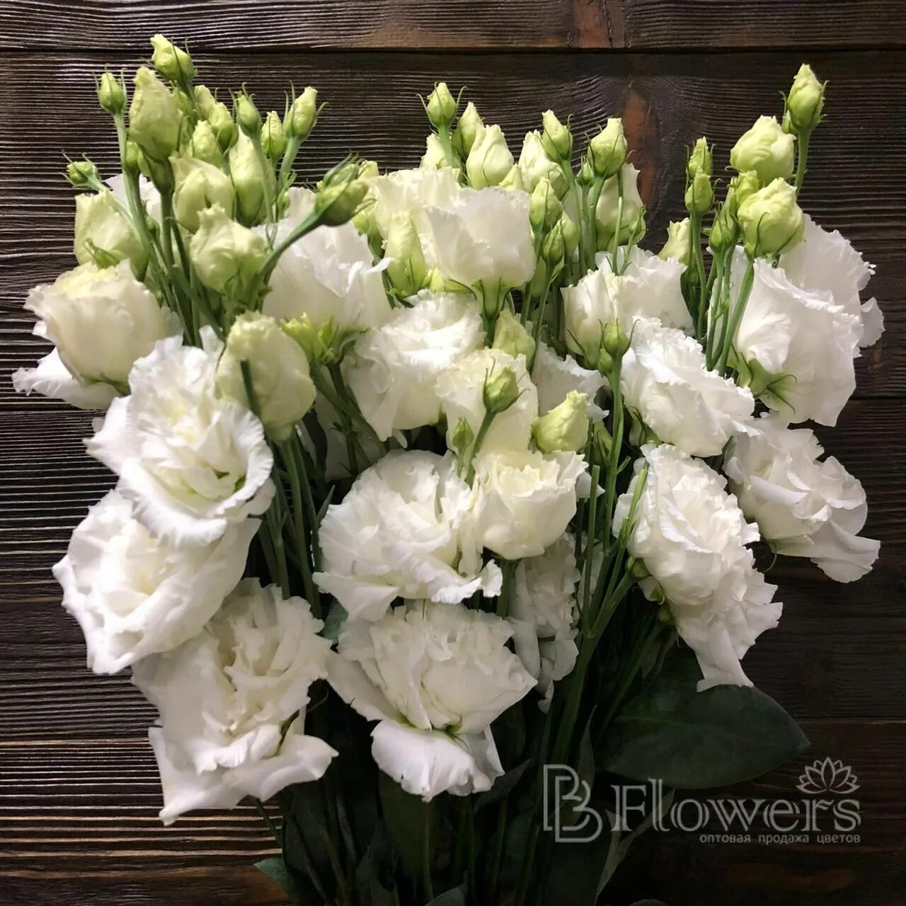 Эустома махровая белая. Эустома alissa pure white. лизиантус алиса белый. эустома алиса белая. эустома махровая вайт.