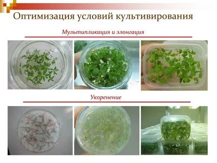 Виды культивирования растений