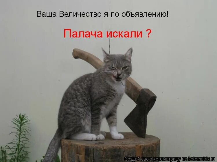 Включи кота дальше