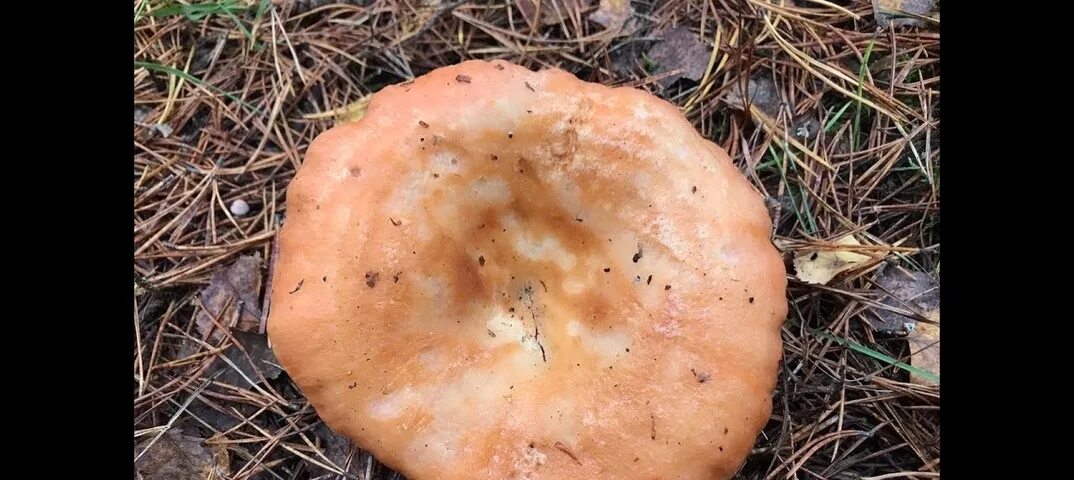 Как пишется рыжик. Рыжики грибы Царский гриб. Королевский Рыжик гриб. Рыжики грибы фото. Рыжики в октябре.