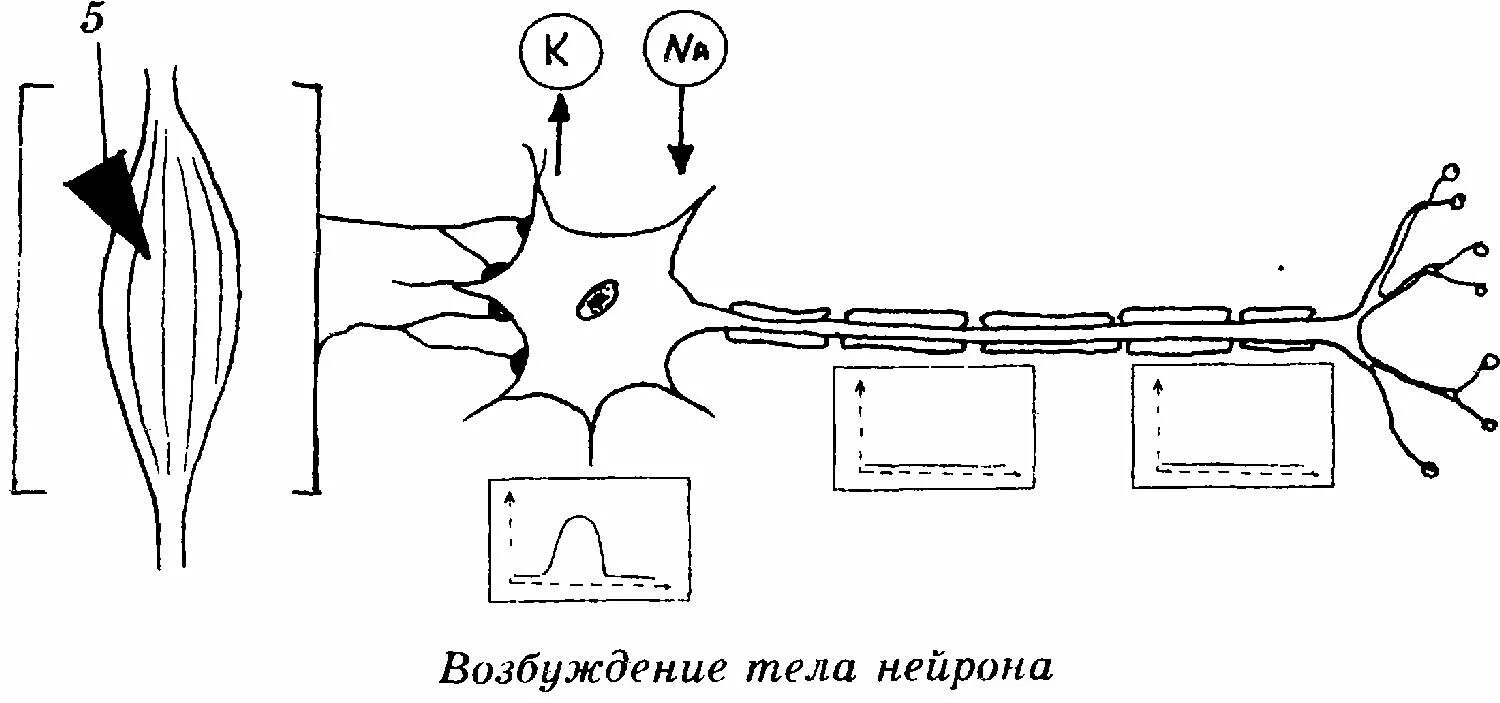 Процесс возбуждения нервных клеток. Возбуждение нейрона. Возбужденный Нейрон. Возбуждение нервной клетки. Механизм возбуждения нейронов.