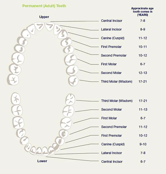 what are the quadrants of the mouth Dental solutions in Phuket Thailand:Tooth nu