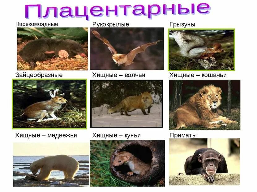 Высшие плацентарные звери