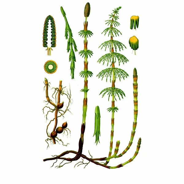 Хвощ лесной (конский хвост). Настой хвоща полевого. Хвощ топяной. Хвощ полевой мазь. Хвощ полевой полезные свойства.