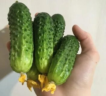 Бабушкины огурцы
