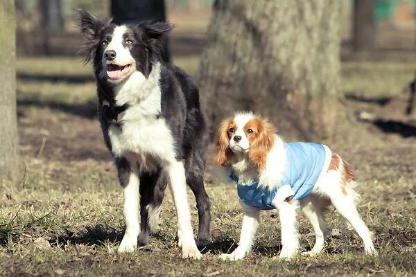 какие собаки снимались в елках лохматых. ёлки лохматые пират. ёлки лохматые порода собаки йоко. ёлки лохматые йоко. какие собаки снимались в елках лохматых.