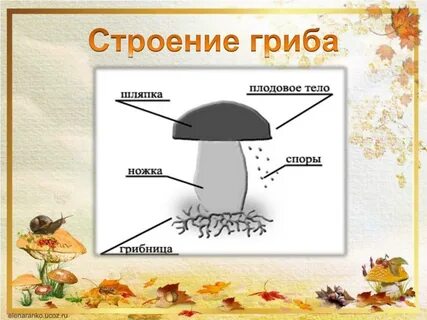 Схема строения гриба 3 класс окружающий