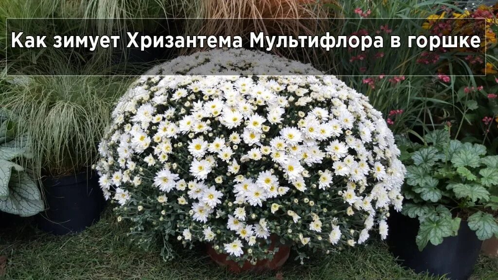 Как зимует хризантема мультифлора. Хризантемы мультифлора зимовка. укрытие хризантем мультифлора. хризантема мультифлора зимует. мультифлора хризантема на зиму.