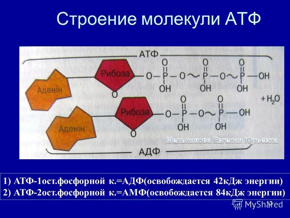 Функции атф. Строение макромолекулы АТФ. Строение молекулы АТФ. Строение АТФ АДФ амф. Химическая структура АТФ.