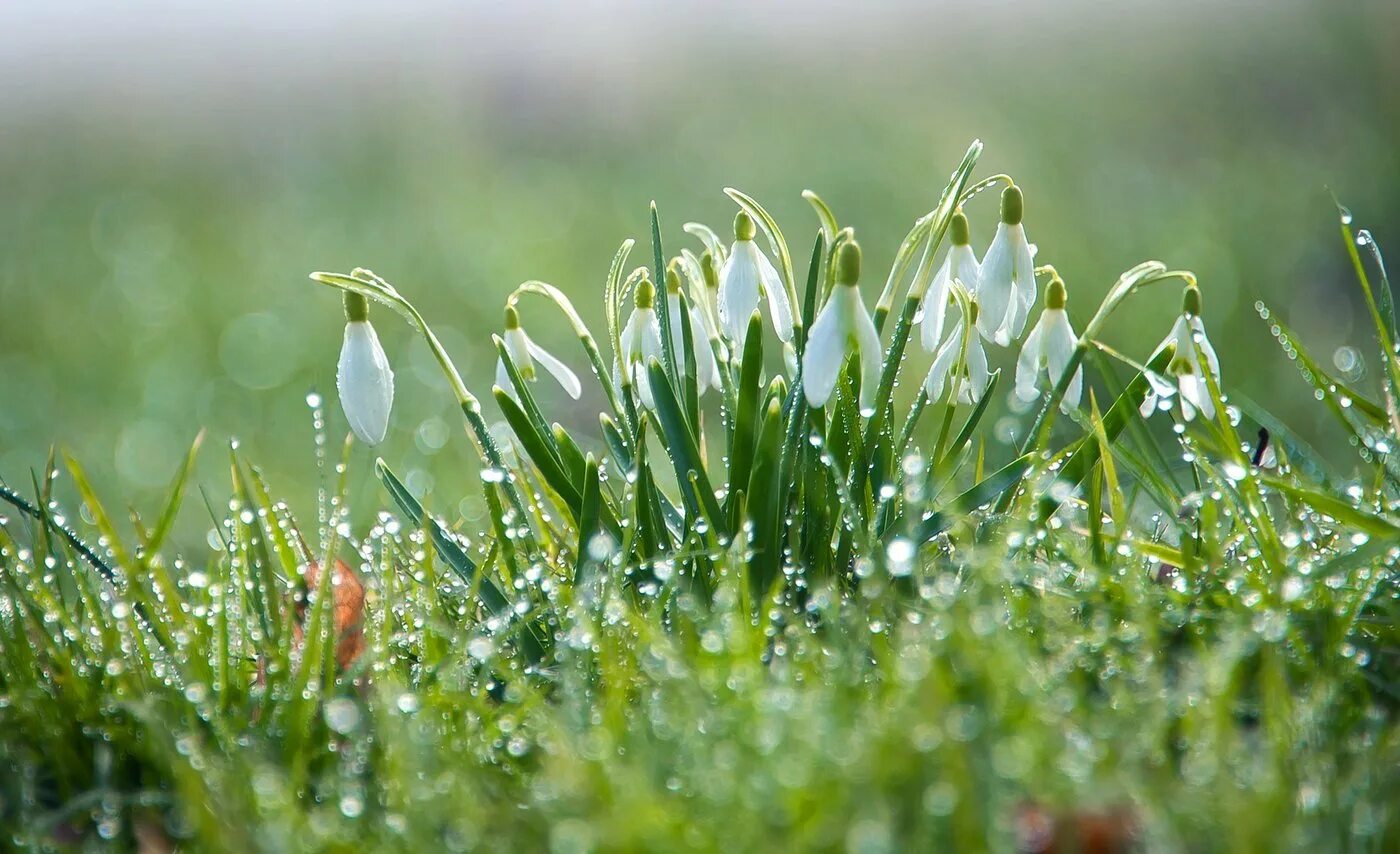 роса на растениях. песня траве роса. роса на траве. роса на траве картинки. песня траве роса.