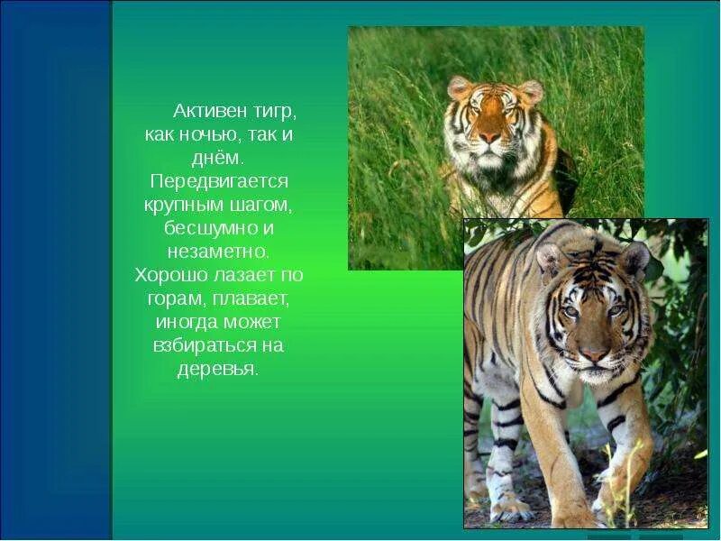 Проект амурский тигр 3 класс Амурский тигр