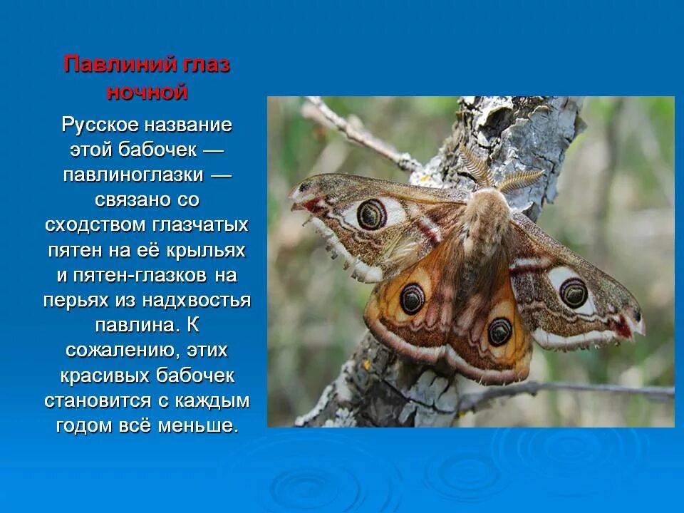 Какие животные занесены в красную книгу кузбасса. Красная книга кузбасса животные. краснокнижные животные кемеровской области.