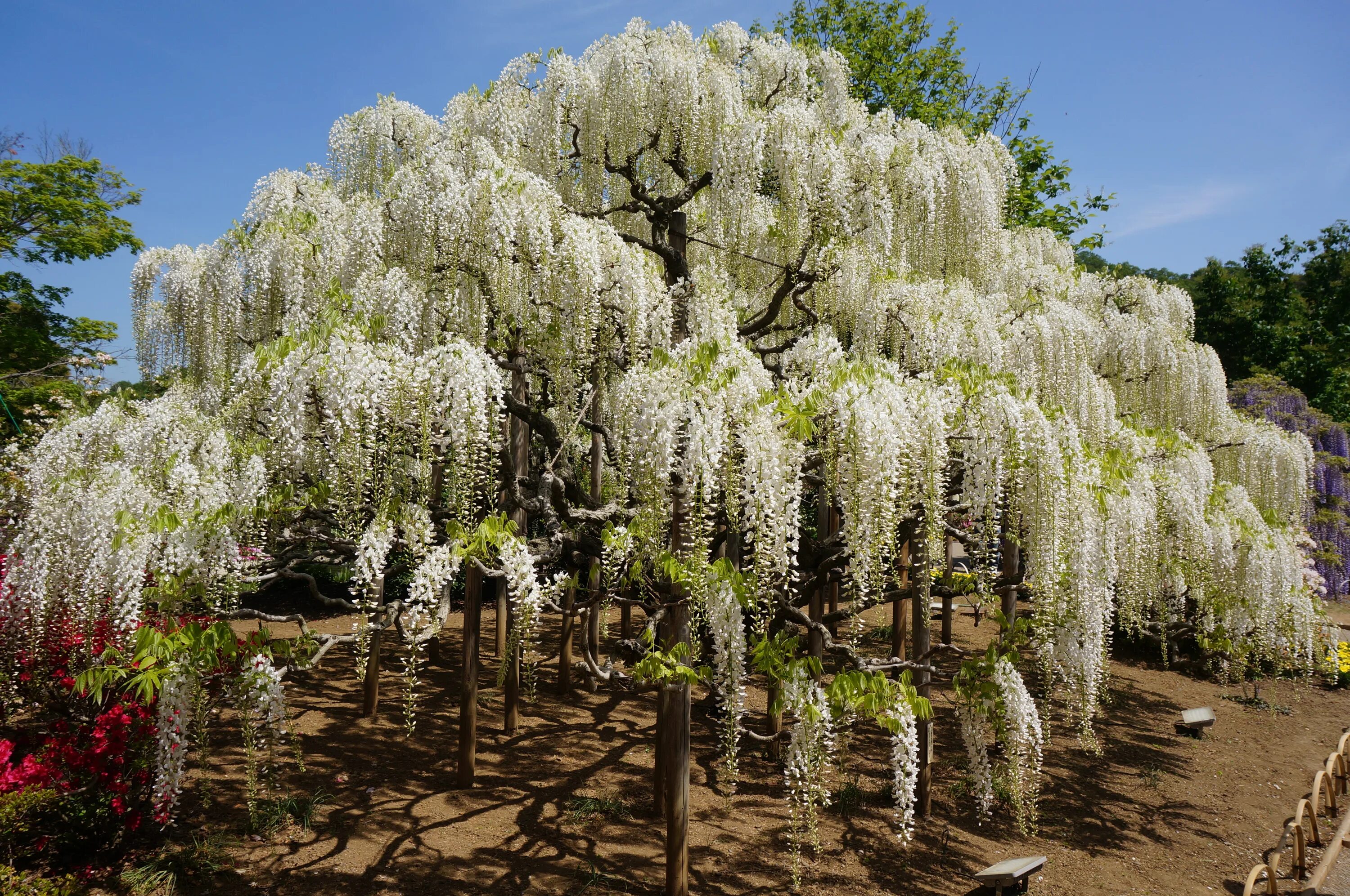 Белая Вистерия Глициния. Глициния японская - Wisteria floribunda.. Глициния белая