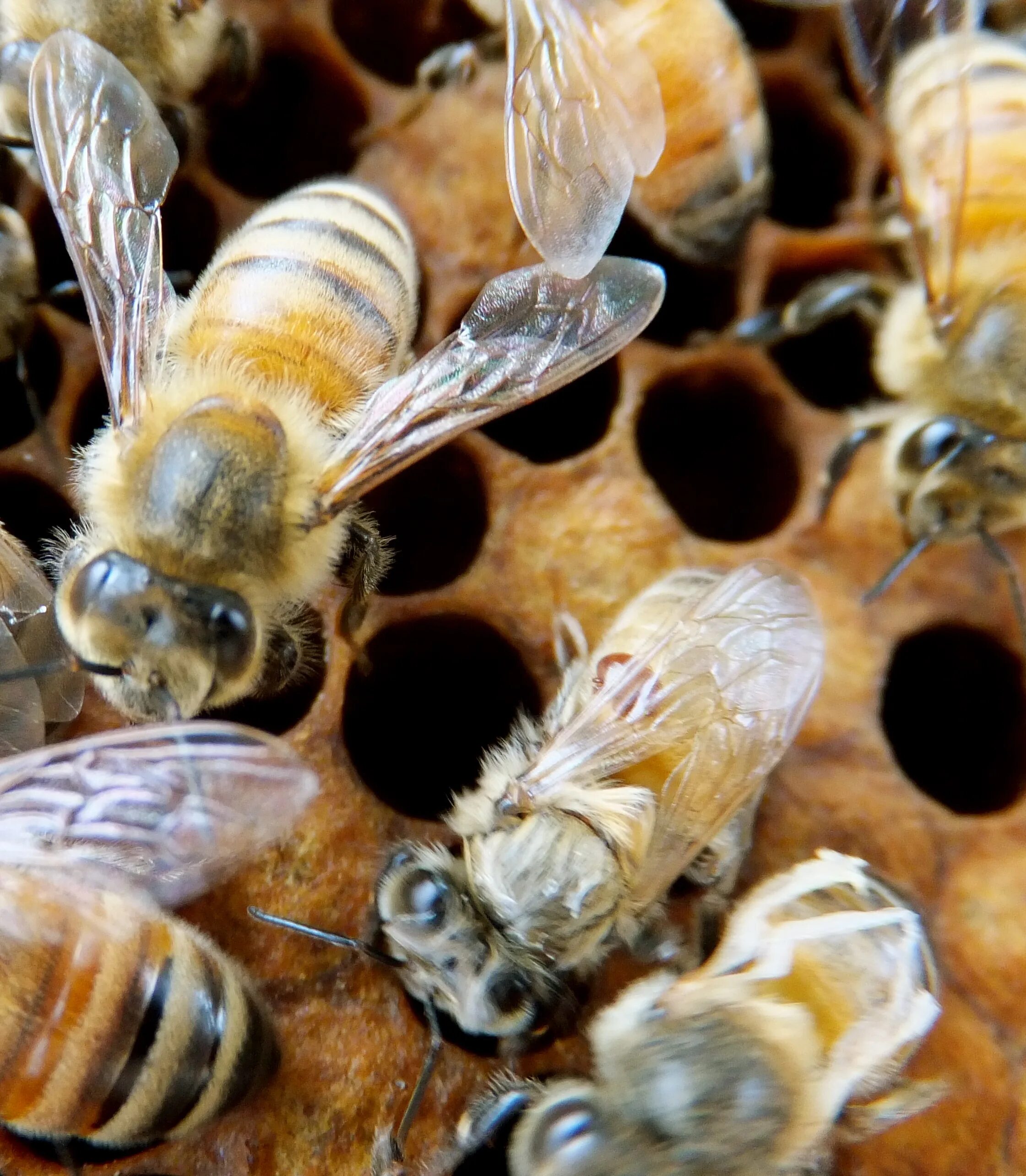 Как еще называют болезнь пчел. Пчелиный клещ варроа. Клещ варроа на пчеле. Варроатоз болезнь пчел. Клещи варроа у пчел.