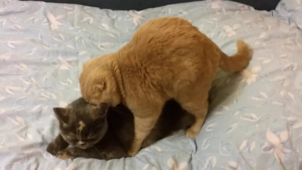 кошки спариваются. видео коты занимаются. кошки спариваются. коты спариваются. котики спариваются.