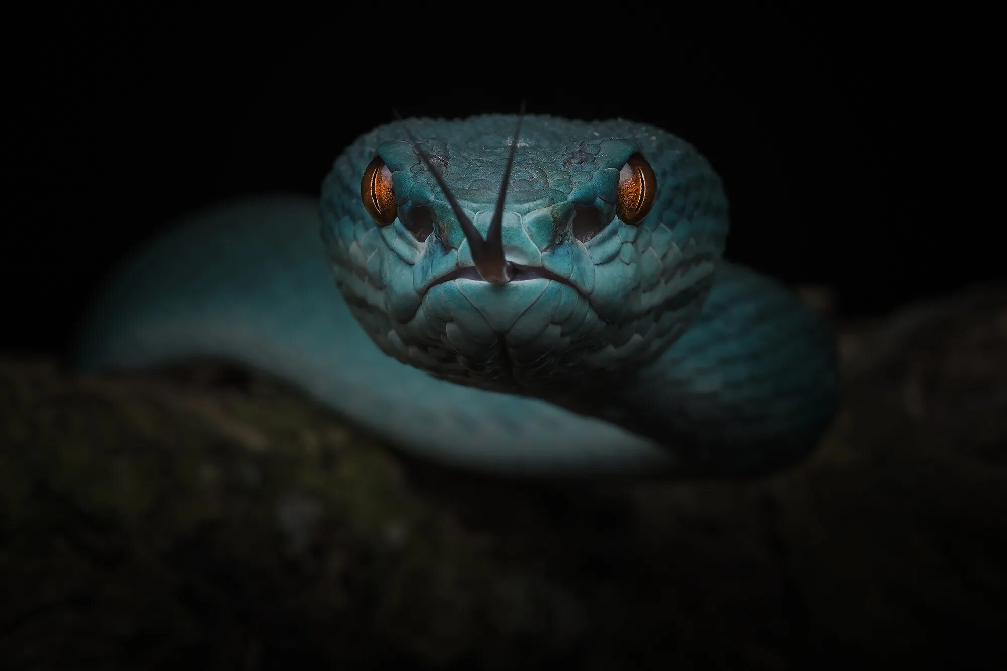 Хладнокровный змей. Змея Тайпан голубая. Хищные змеи. Змея взгляд. Змея глаза.