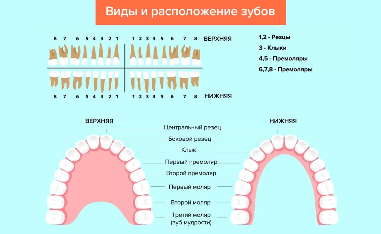 Передние и задние зубы какие. Зубы резцы клыки премоляры моляры. Зубная формула моляры премоляры резцы клыки. Зубы резцы клыки малые коренные большие коренные. Премоляры зубы анатомия человека.
