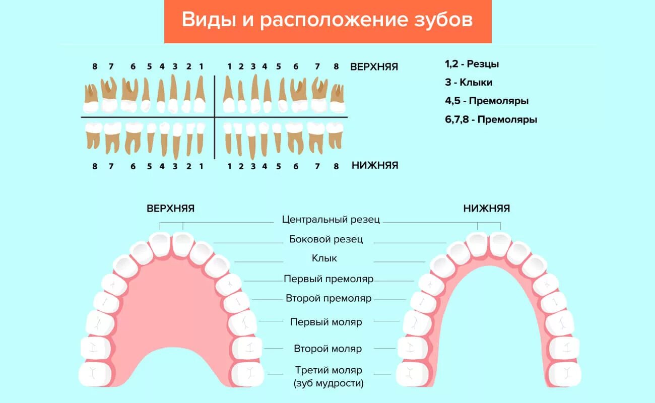 Как называется 4 зуб. Зубы резцы клыки премоляры моляры. зубная формула моляры премоляры резцы клыки. зубы резцы клыки малые коренные большие коренные. премоляры зубы анатомия человека.