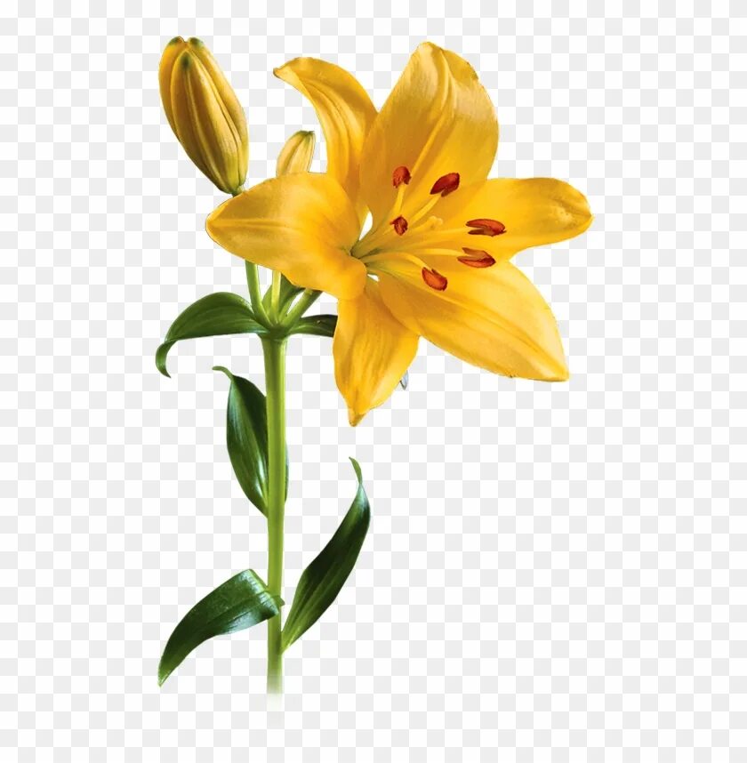 Lily picture