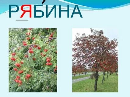 Падеж слова рябине