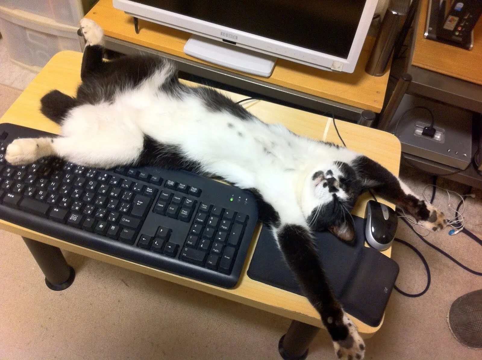 Кошка устала. Котик с компьютером. Кот на клавиатуре. Смешной компьютер. Кот и компьютер.