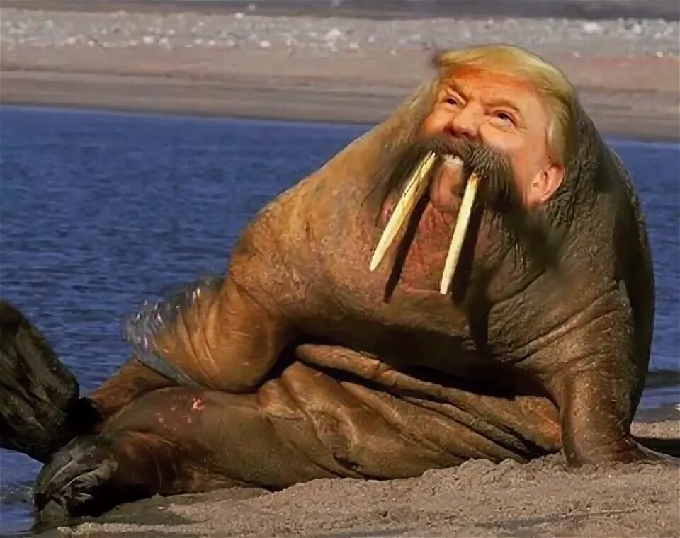 Сергей трифонов морж. Блоггер морж. Самарский морж сергей. Женщины моржи. Саблезубый морж.