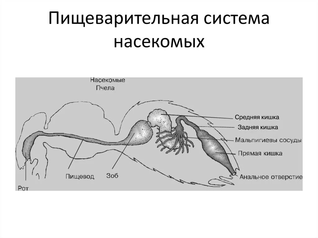 Строение пищеварительной системы членистоногих. Схема строения пищеварительной системы насекомых. Строение пищеварительной системы членистоногих таблица. Система органов таракана. Органы пищеварительной системы насекомых.
