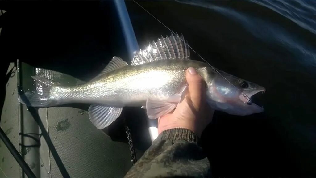 Судак 2 кг. Светлопёрый судак. Судак средний. Берш и судак. Большой судак в астрахани.