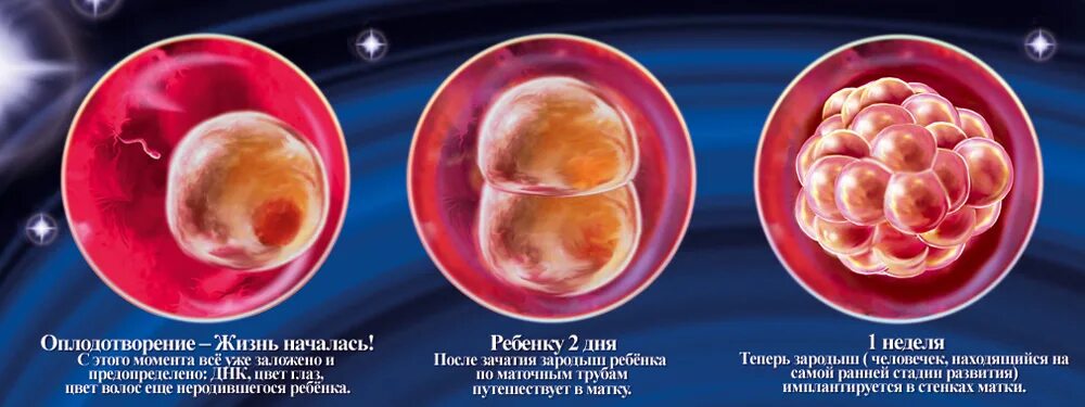 1 эмбриональная неделя. Зародыш 1-2 неделя беременности.