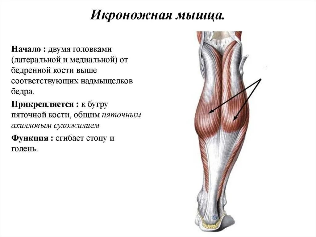 Почему болят мышцы икры. Икроножная мышца функции. Трехглавая мышца голени прикрепление. Сухожилия икроножной мышцы анатомия. Икроножная мышца голени функции.