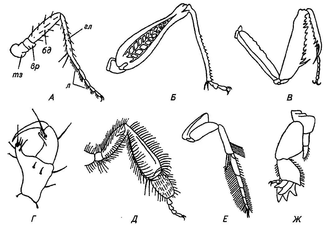Строение бегательной конечности насекомых. Типы ходильных конечностей насекомых. Строение ходильной конечности насекомого. Бегательная конечность строение. Конечности пчелы и кузнечика ласты дельфина