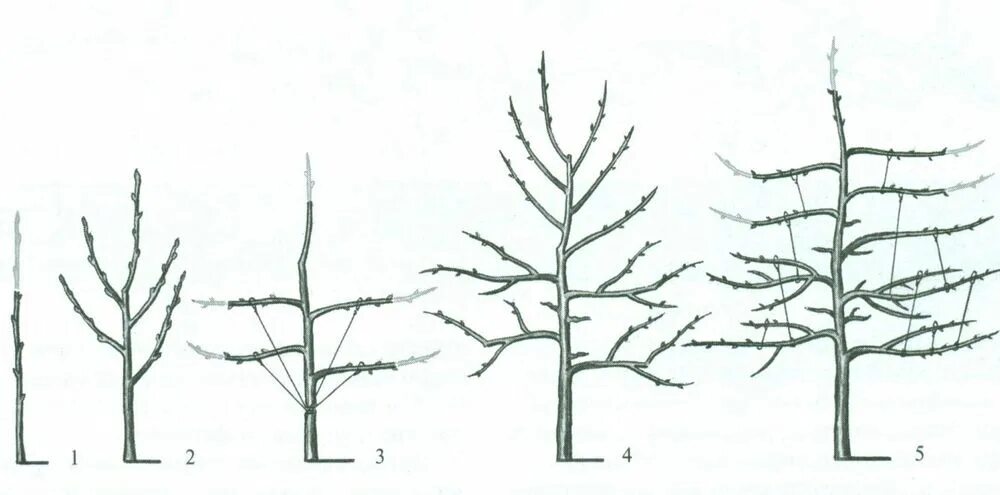 Обрезают ли березы. Формировка обрезка груши. Формирование веретеновидной кроны груши. Веретеновидная крона яблони. Формировка яблони.