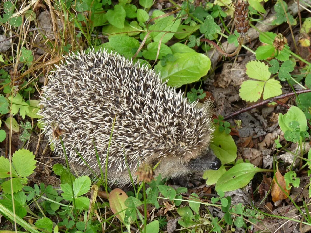 Еж зимой. Ежик под 1. Ёжик летом. Даурский еж с ежатами. Ежик под кустиком.