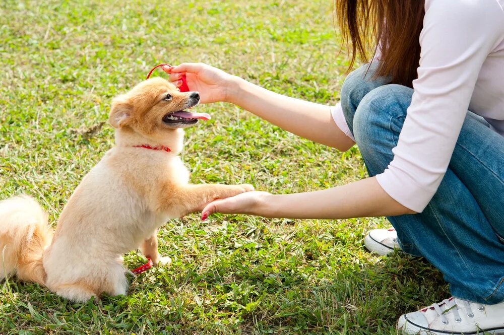 Puppy training