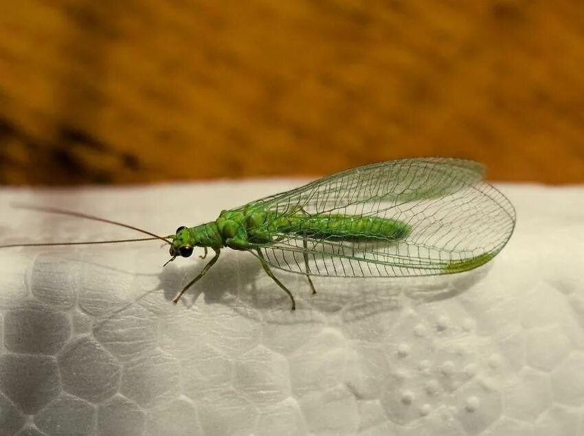 Green Aphid with Transparent Wings and Little Aphid beside Stock Photo Image o