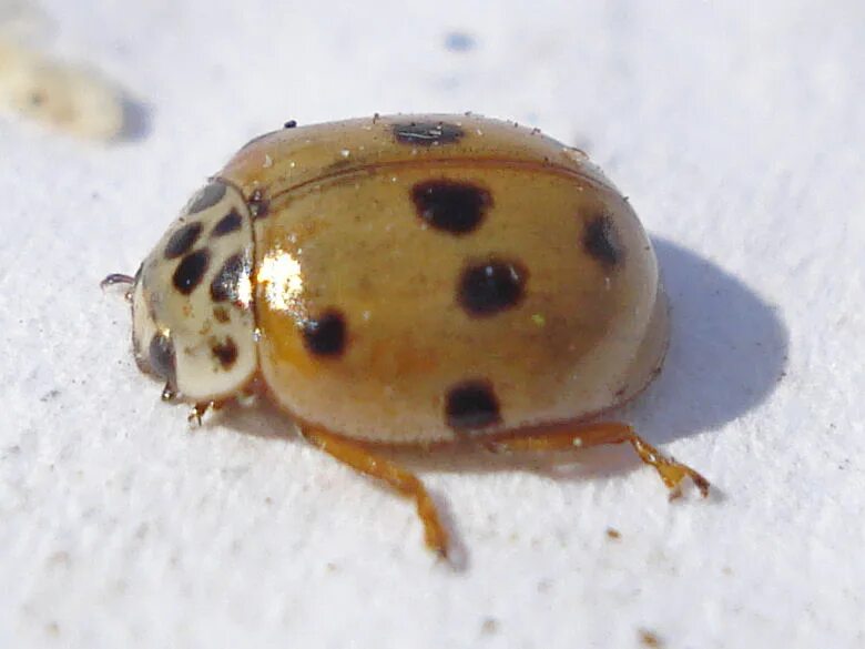 Коровка википедия. Божьей коровки Adalia bipunctata. Десятиточечная коровка. Десятиточечная Божья коровка. Насекомые Евразии.