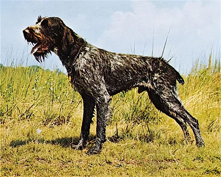 Рассмотрите фотографию собаки породы немецкий дратхаар. Дратхаар охота на волка.