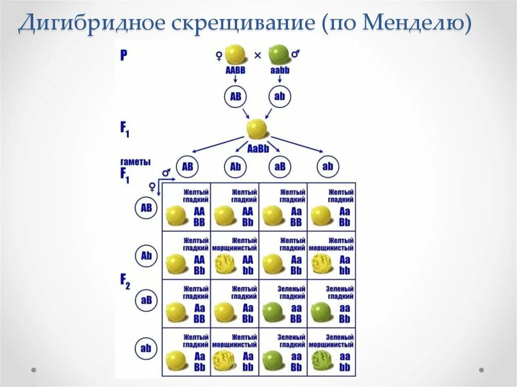 Гаметы образуемые при моногибридном скрещивании. Закон независимого наследования Менделя дигибридное скрещивание. Схема дигибридного скрещивания гороха. Дигибридное скрещивание схема. Дигибридное скрещивание схема скрещивания.