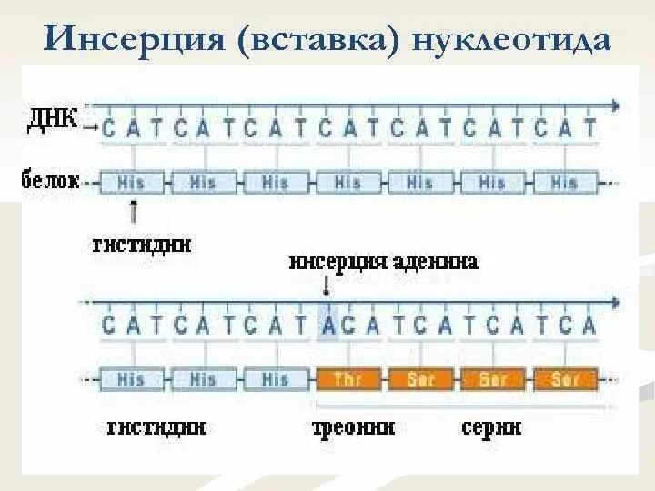 Транскрипция мутация. Инсерция это в генетике. Хромосомные мутации Инсерция. Делеция и Инсерция.