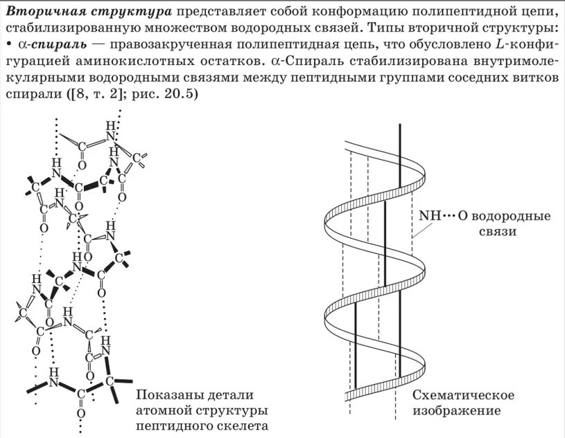 Вторичная структура какие связи. Вторичная структура белка характеризуется. Вторичная структура белка правозакрученная. Схема вторичной структуры белка биохимия. Вторичная структура белка конформация.