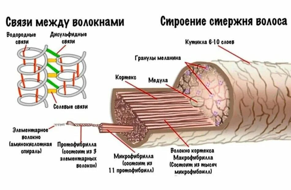 Схема строения стержня волоса. Строение волоса Кортекс и кутикула. Строение волоса липидный слой. Строение стержня волоса рисунок.