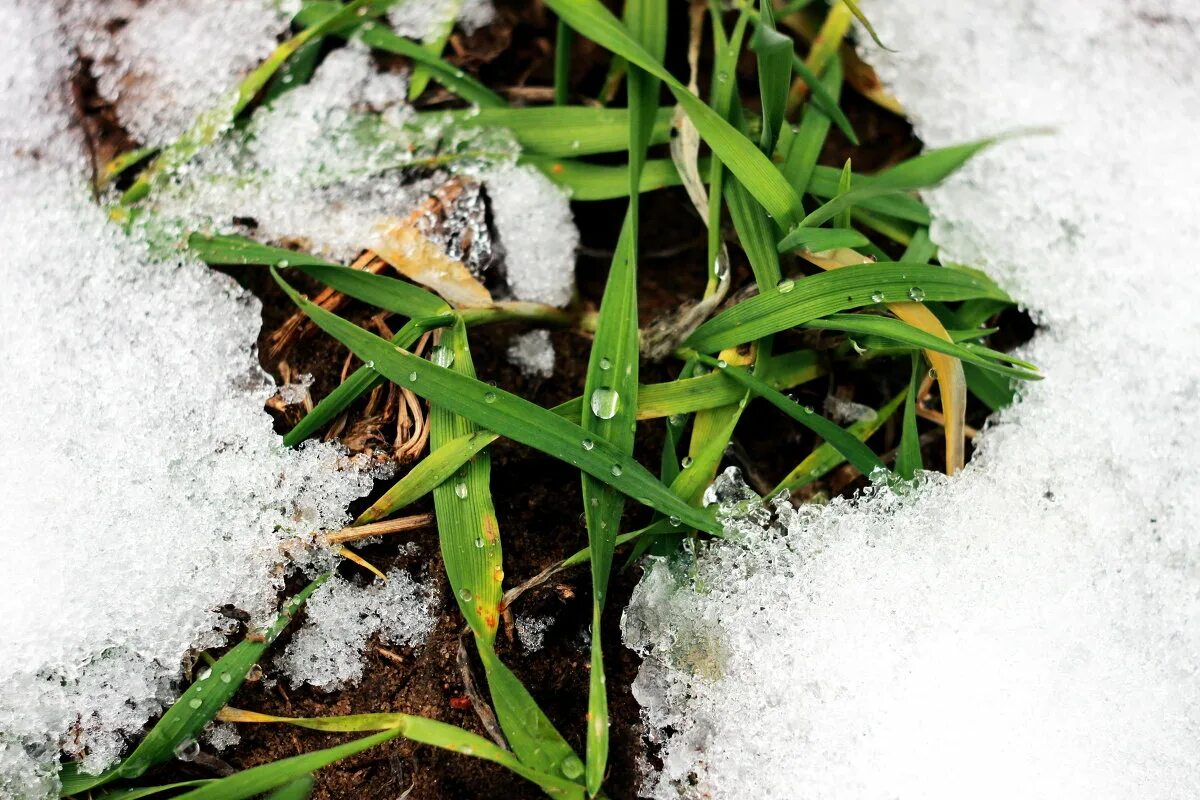 Растения под снегом. Растения под сугробом. Озимые под снегом. Трава под снегом. Крошка снег