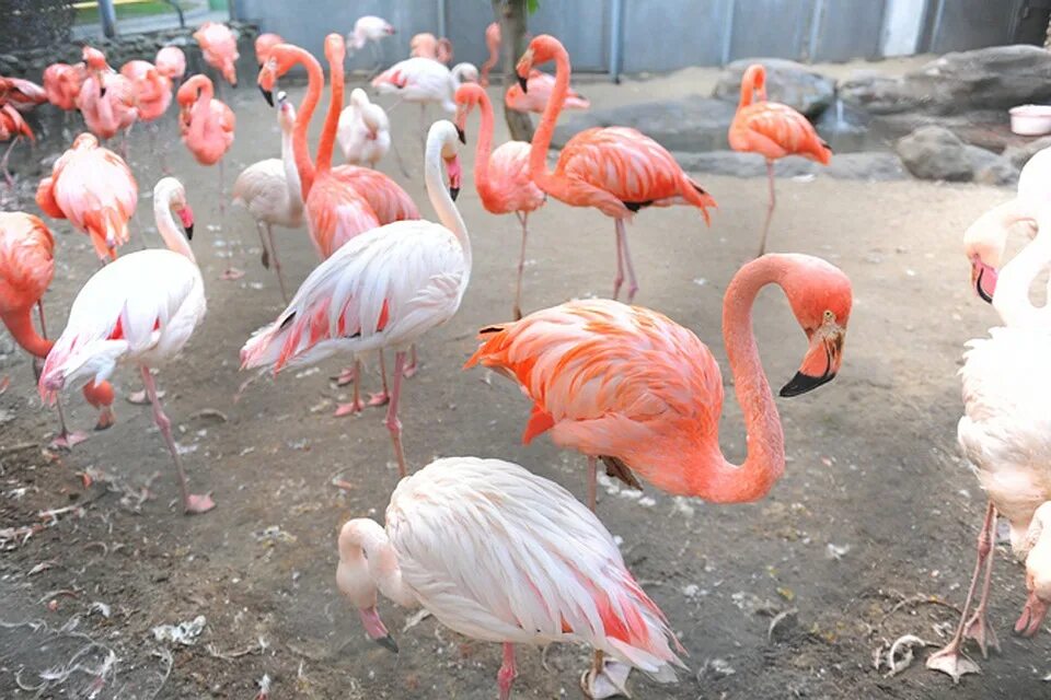 Новости фламинго. Благородные фламинго. Фламинго фото. Новости фламинго. Розовый фламинго в зоопарке в москве.