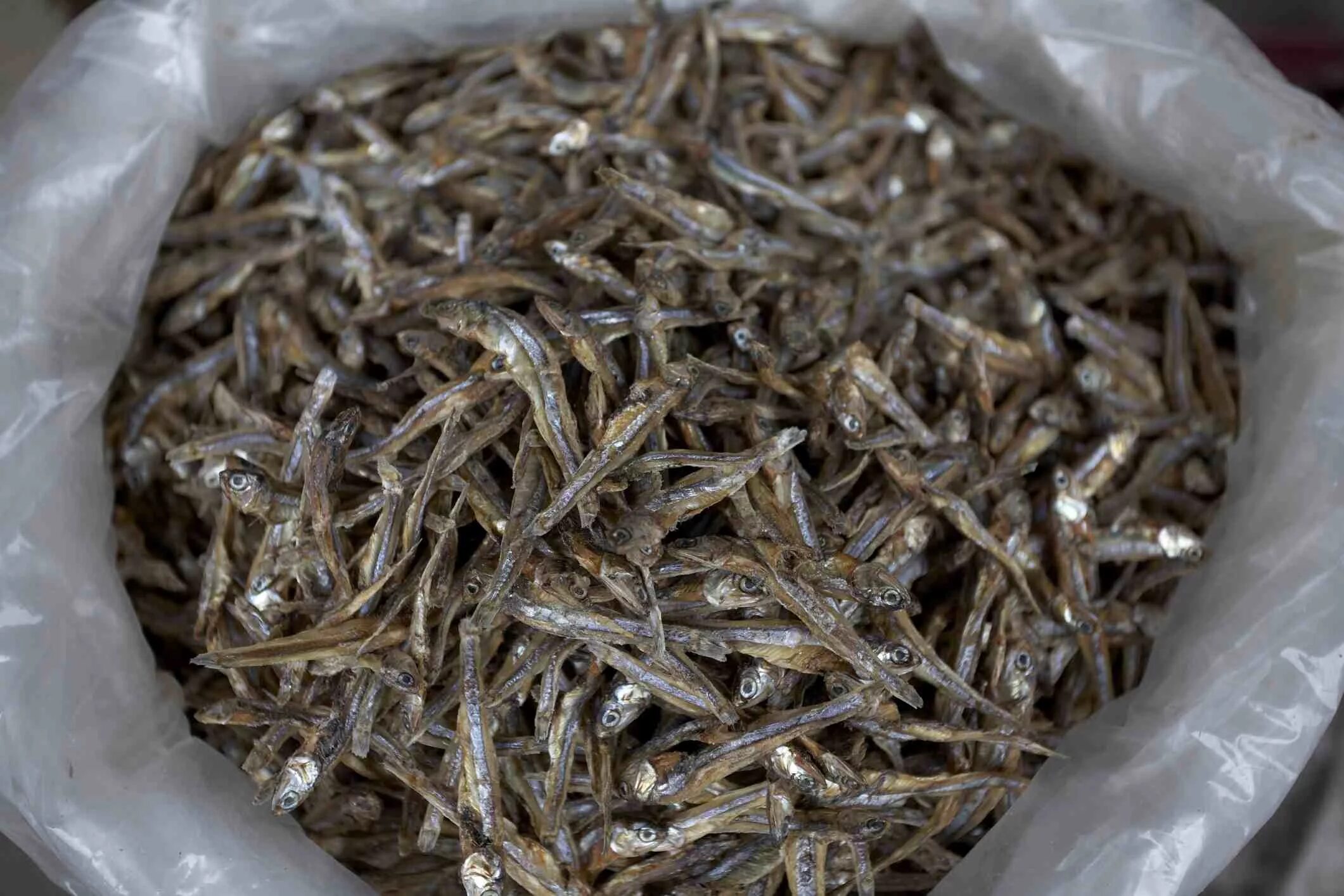Анчоус рыба. Анчоусы что. Анчоус живой. Анчоусы что. Анчоус сушеный.