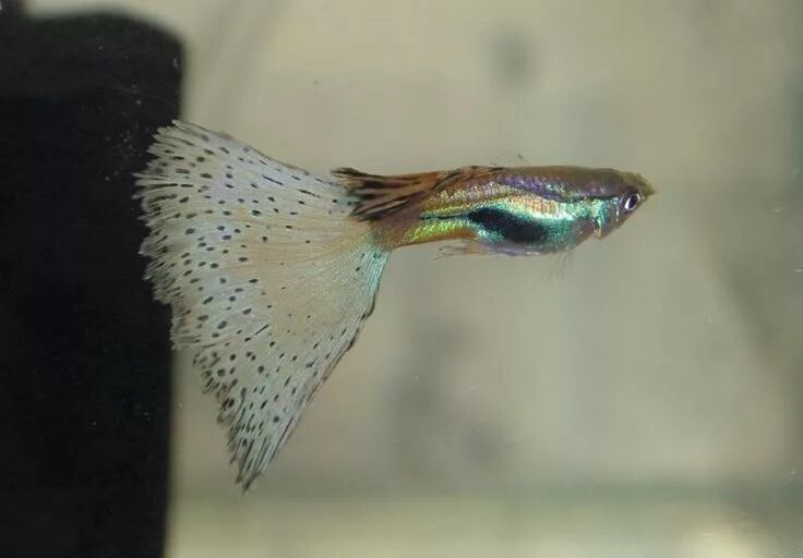 CHRONICLES OF FKJ SEASON 1 THE ORIGINS GUPPIES - YouTube