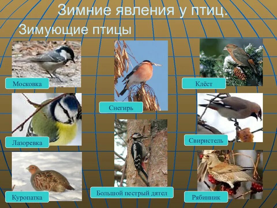 Прогулка тема птицы. Зимующие птицы. сезонные изменения в жизни птиц. зимняя жизнь птиц. сезонные явления у птиц.