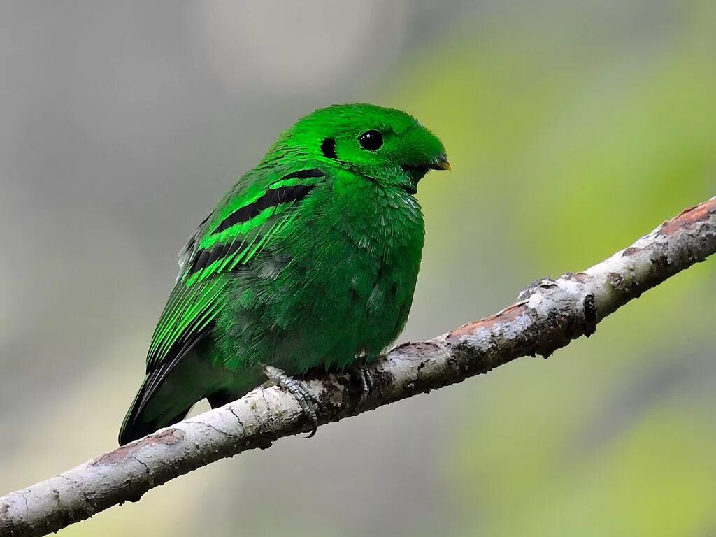 Черно зеленая птичка. Малый зелёный рогоклюв. Рогоклюв птица. Calyptomena viridis. Длиннохвостый рогоклюв.