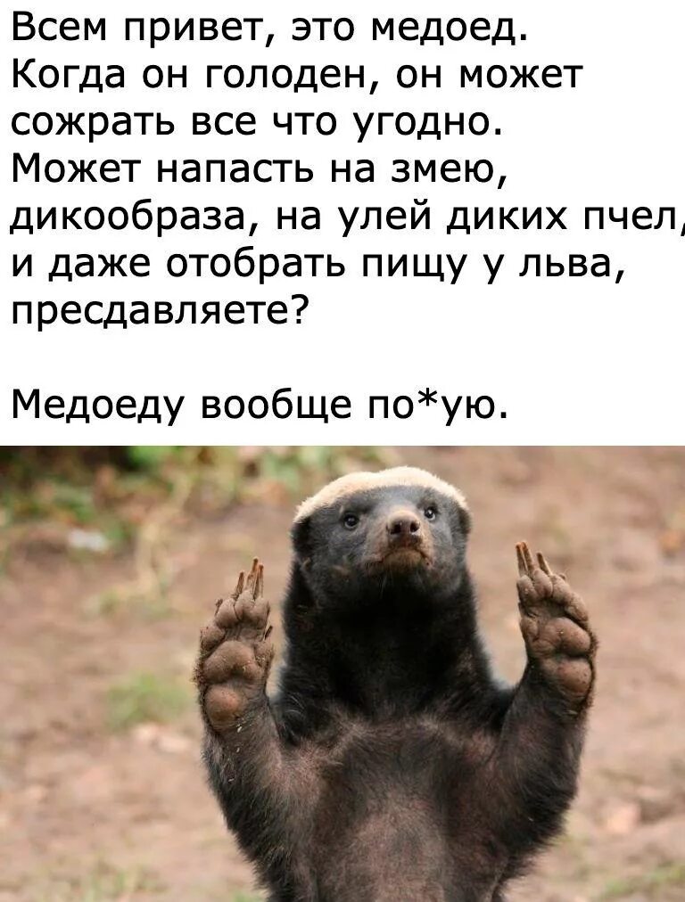 Медоед. Медоед Мем. Шутки про медоеда.