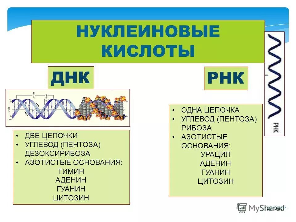 Биология 9 класс слова. Нуклеиновые кислоты. Нуклеиновые кислоты биология. Нуклеиновые кислоты этт. Нуклеиновые кислоты это в биологии кратко.